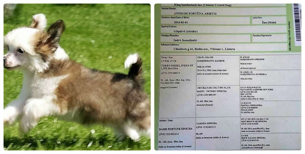 Afrikos Fortuna Arietis