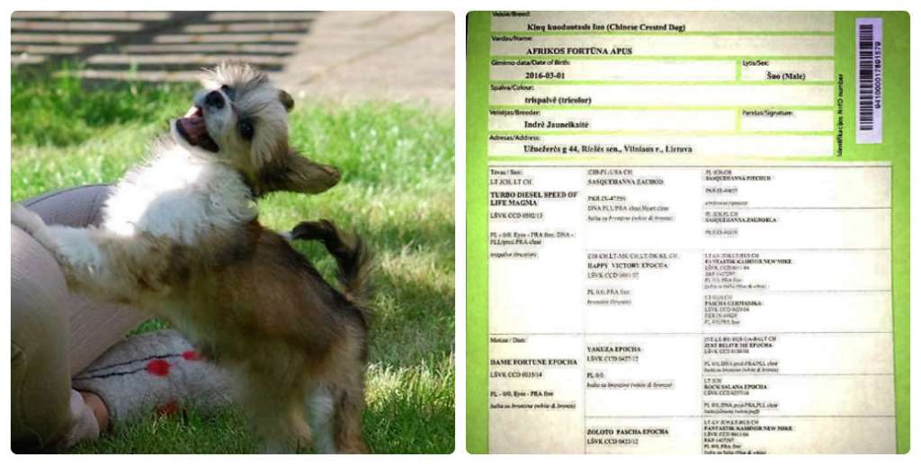 Afrikos Fortuna Apus