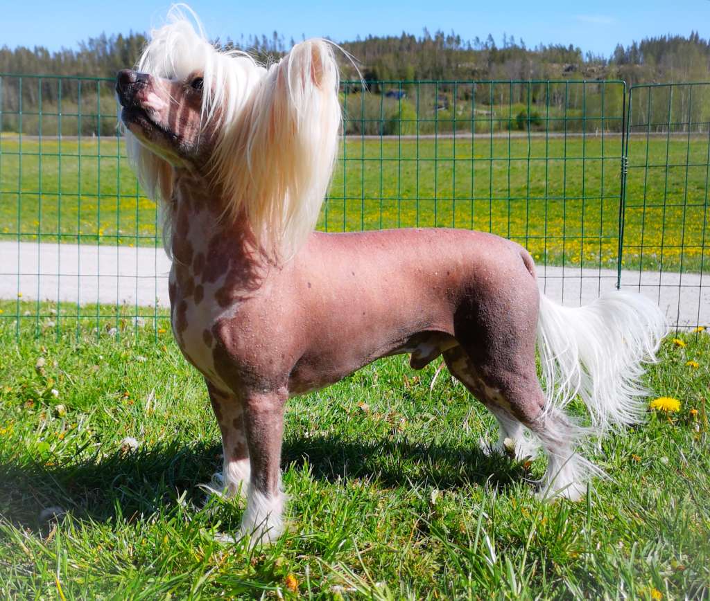 Tiny Rascal's Going For The Future