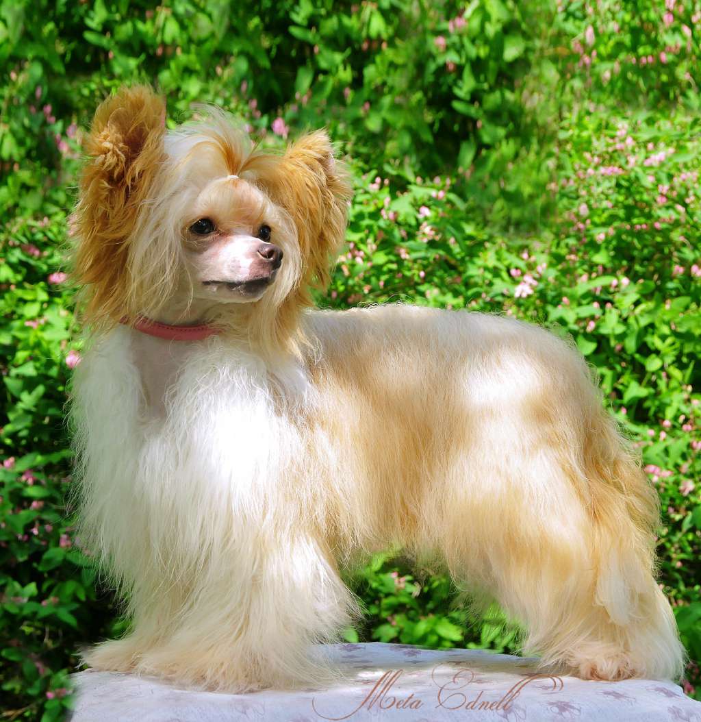 Tiny Rascal's Never Give Up