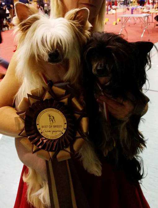 Priceless Gem Sealsa