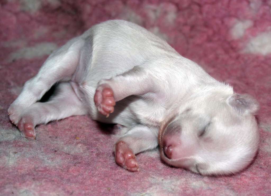 Silkencrest Fanny Brise