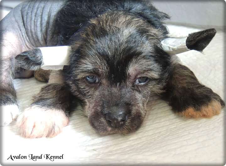 Gandalf Hl Of Avalon Land