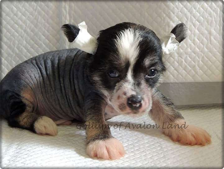 Gollum Hl Of Avalon Land