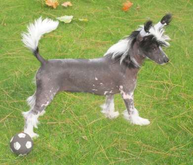 Scherzando Secret Garden