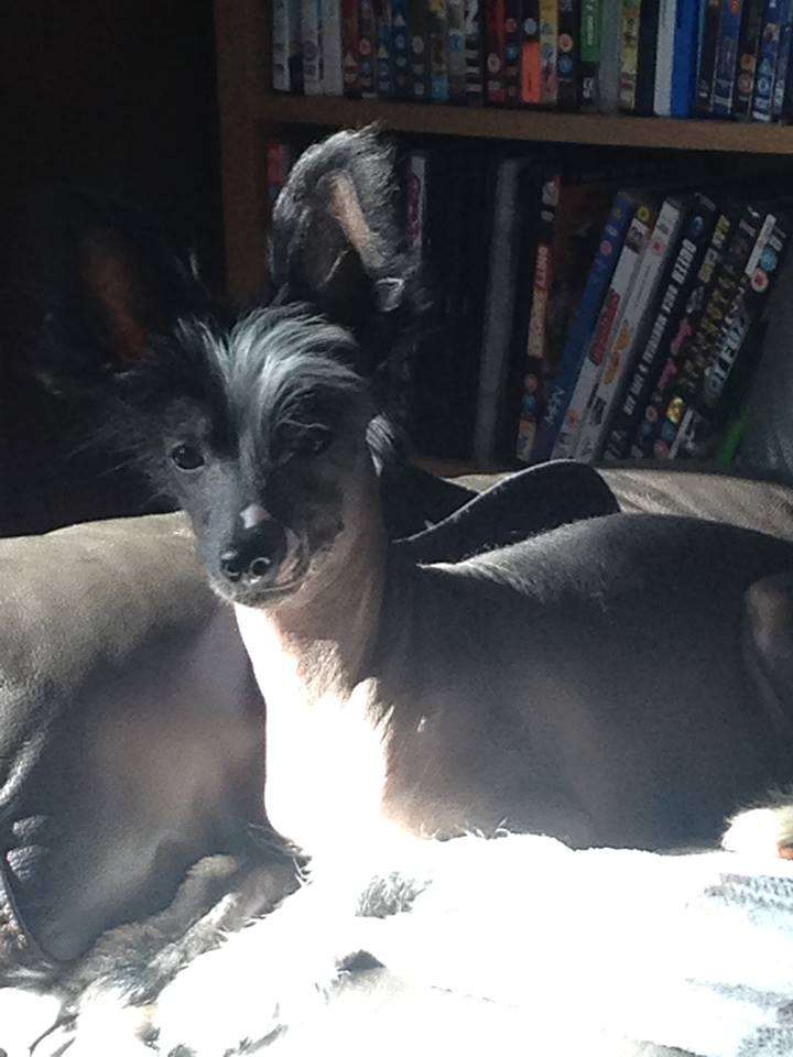 Scherzando Conchita Wurst