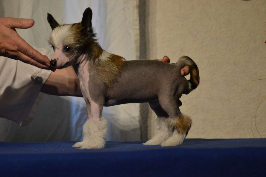 De La Mahafu's JP Orkide