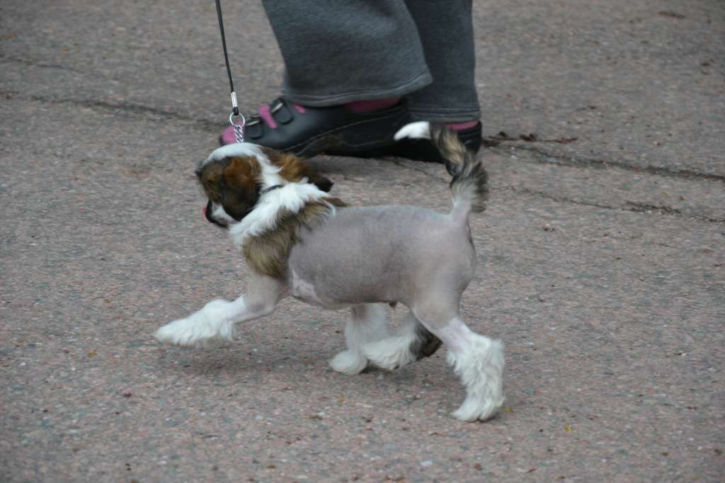 De La Mahafu's JP Onyx