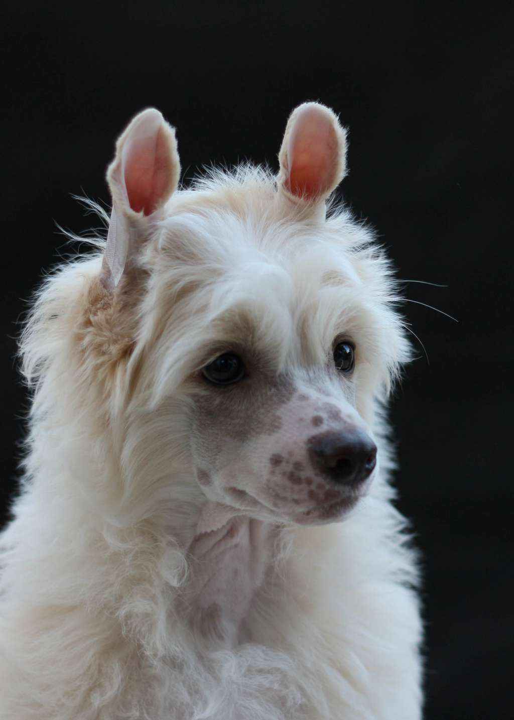 Alex Courageux Insolite Familier