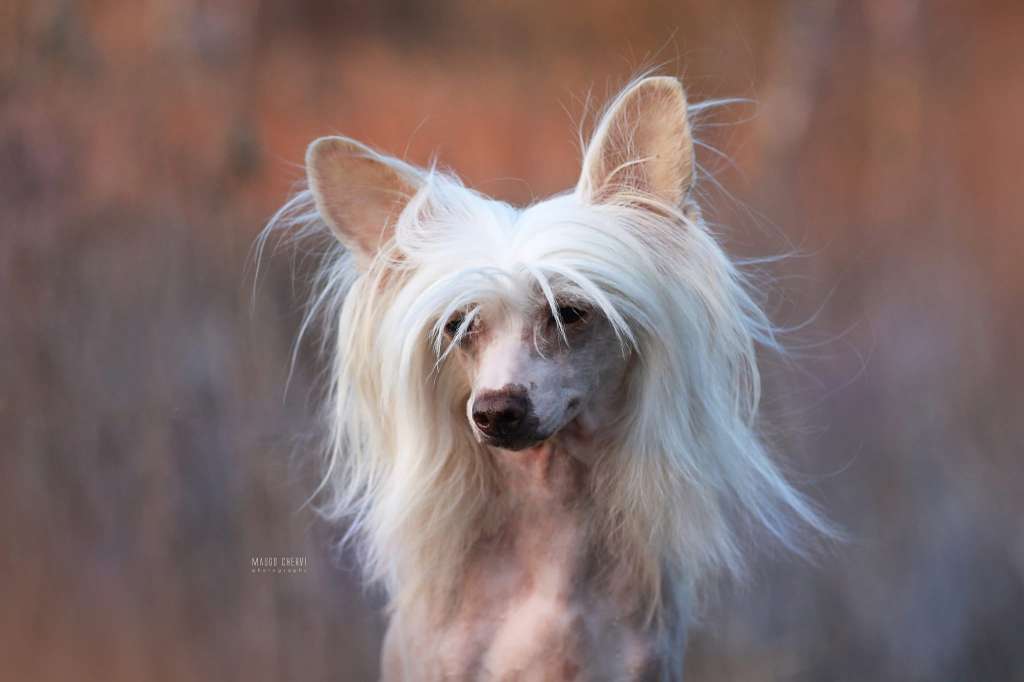 Adele Calme Insolite Familier