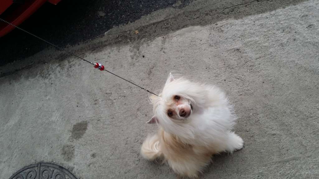 Nupoils Rusty Copper Ore