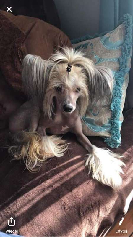 Prince Exotic World FCI