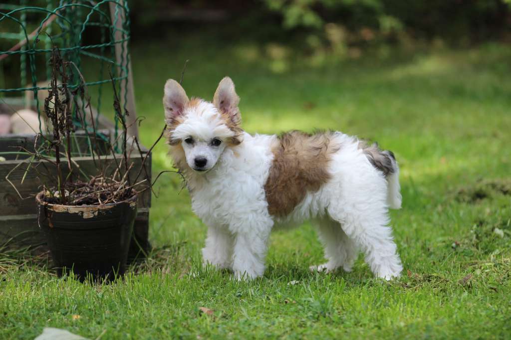 Marppulan Beehive Is My Style