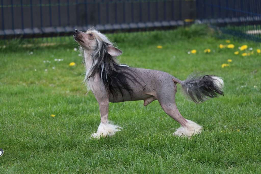 Teach Me Princes de la Roses