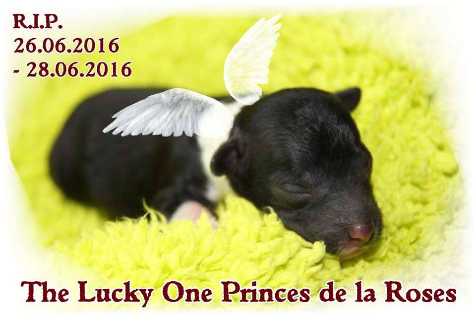 The Lucky One Princes de la Roses