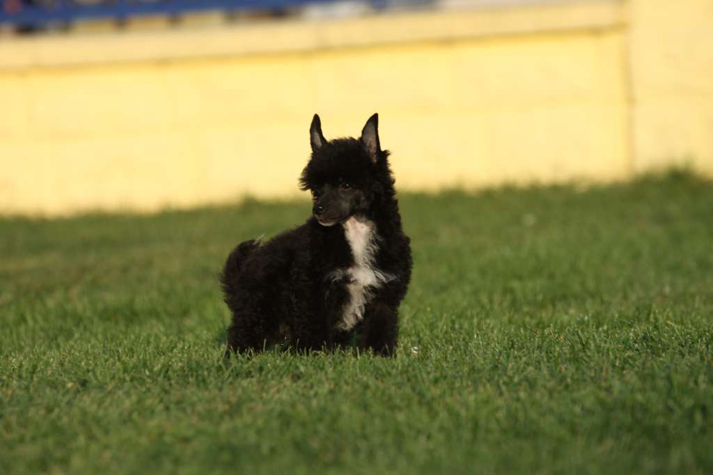 Try Everything Princes de la Roses