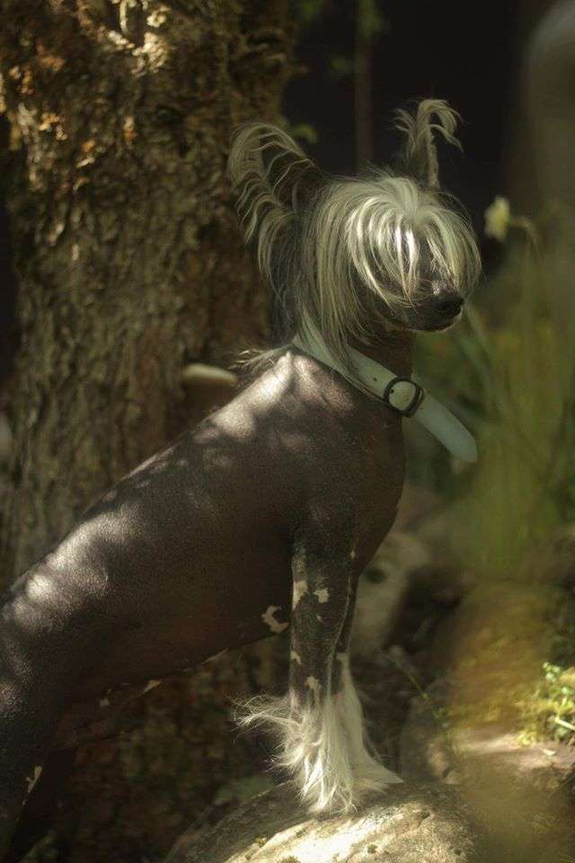 Ramzes Exotic World FCI