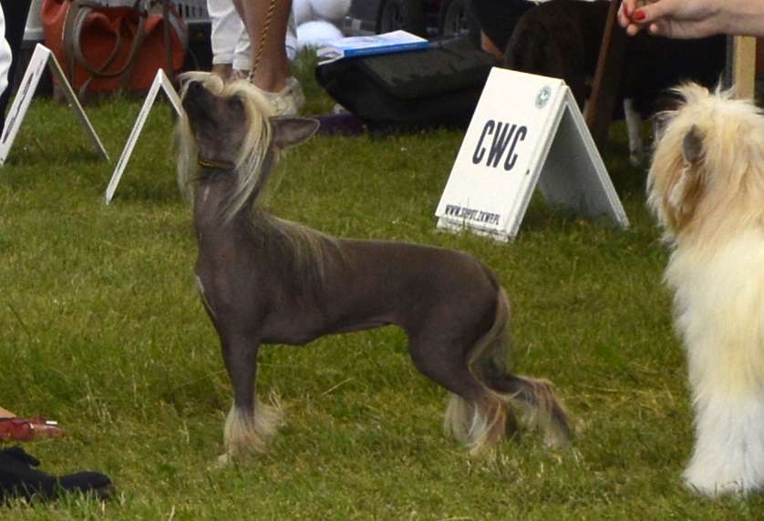 Rosa Exotic World FCI