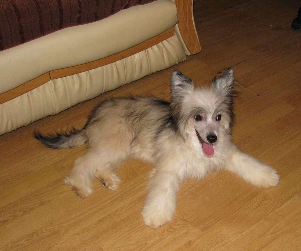 Roxie Exotic World FCI