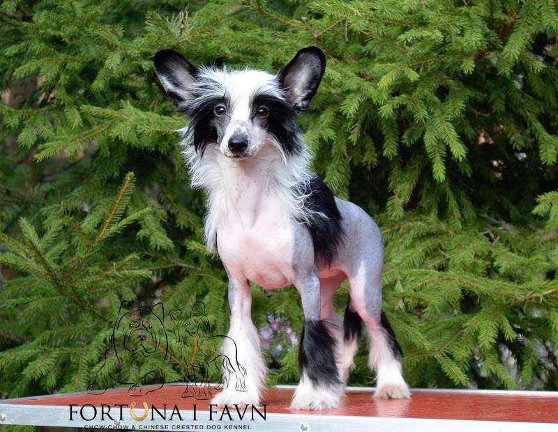 Fortuna I Favn Givenchy