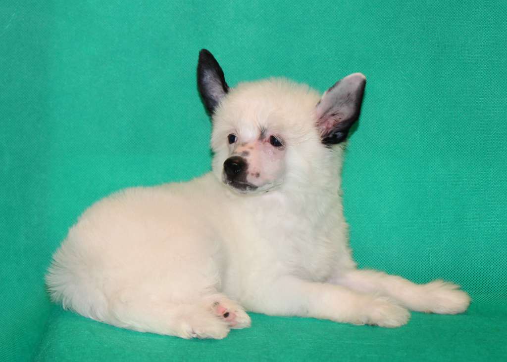 Galser Christmas Star