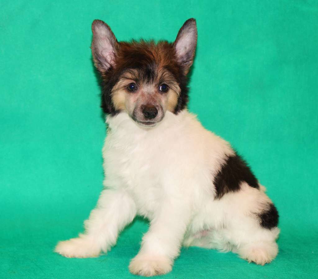 Galser Korolevskij Favorit