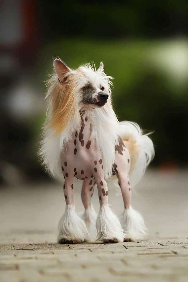 Cointreau von Shinbashi