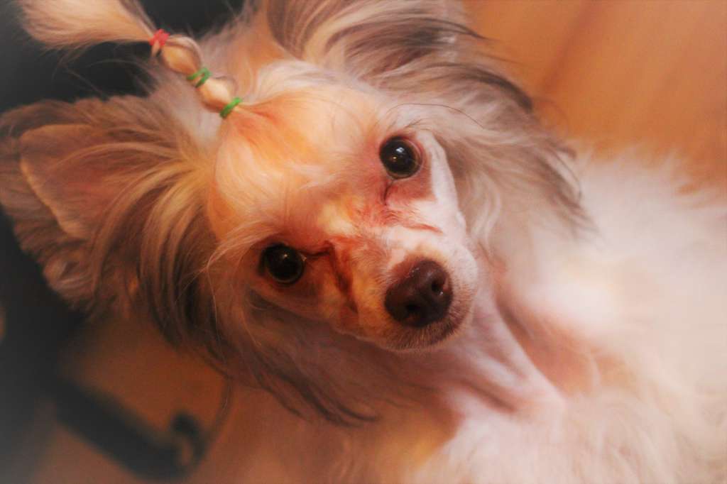 America for Sasima Beautiful Story