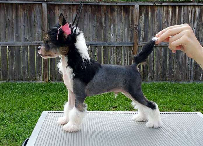 Gracieux Fashionably Late