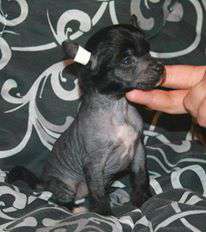 IsAdorable Molosos Gratzi