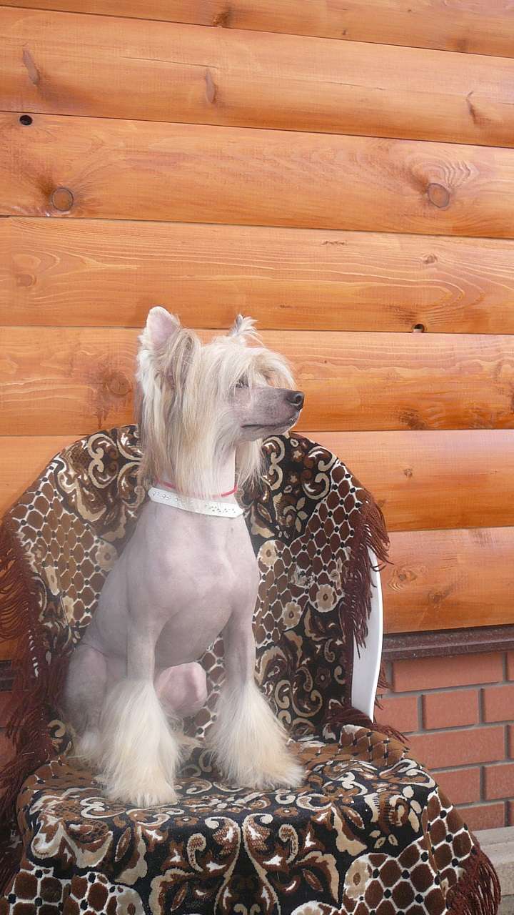 Tiger Molosos Gratzi