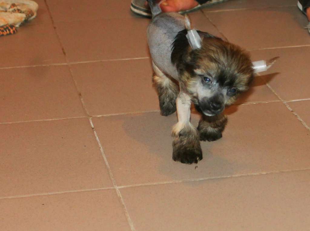 Vandey Molosos Gratzi