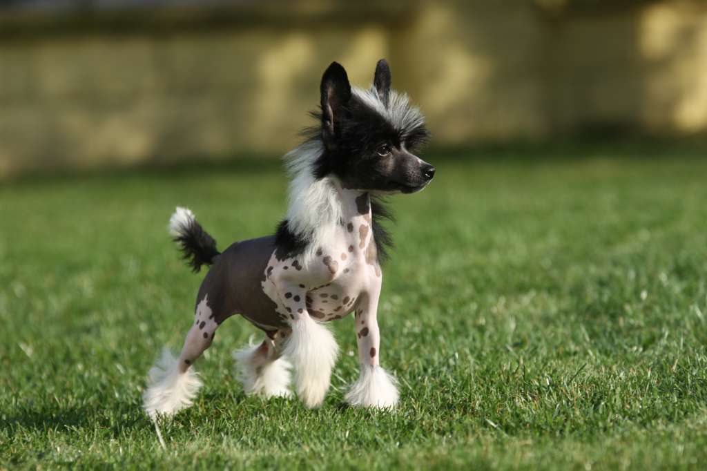 Until The End Of Time Princes de la Roses