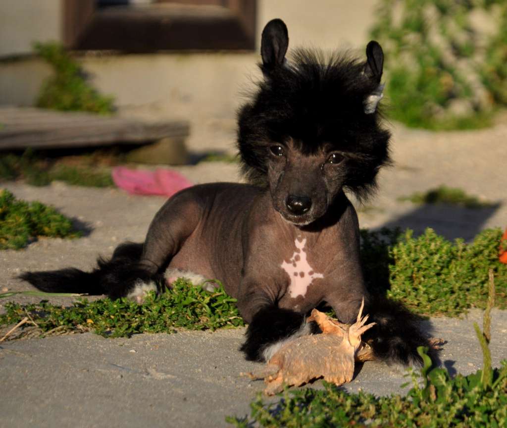 Eglantina Toutou Velu