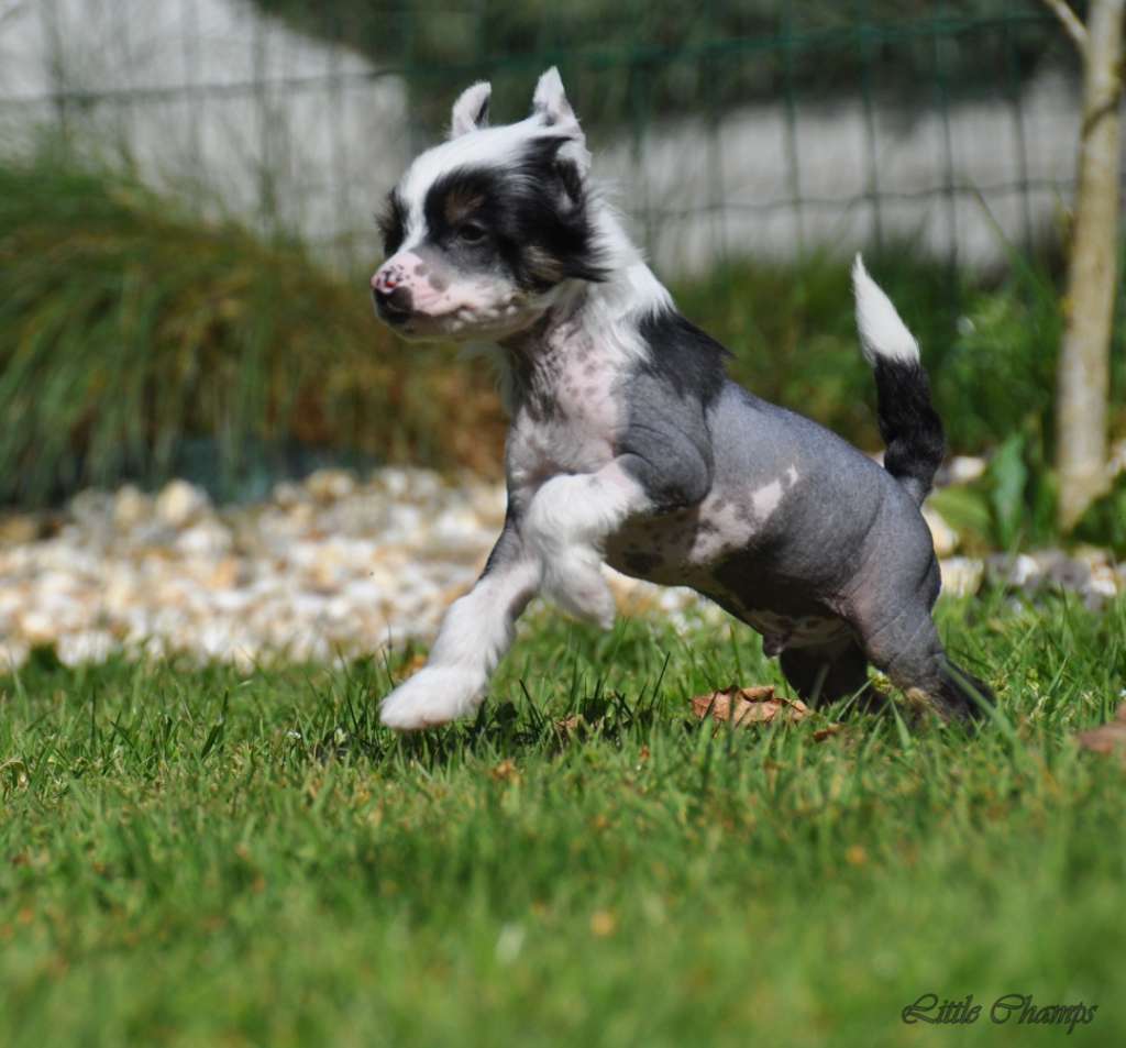 Marco Polo Little Champs