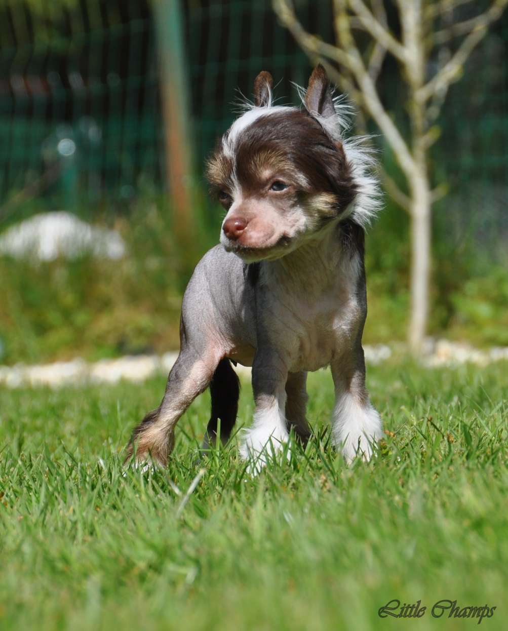 Marie Brizard Little Champs