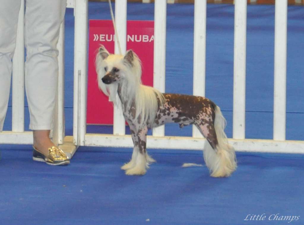 Mont-Blanc Little Champs