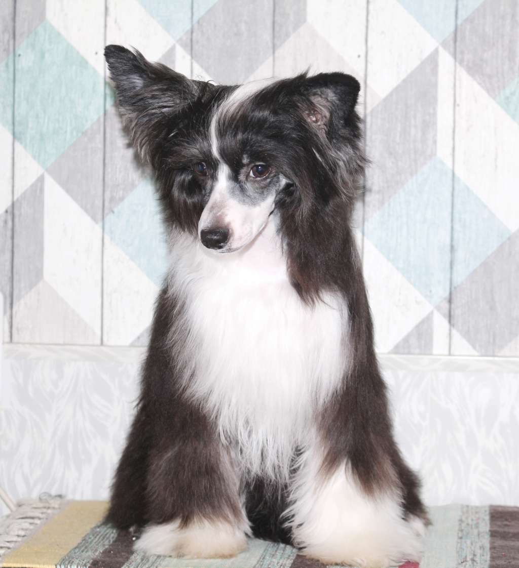 luniks Stail El Rosso