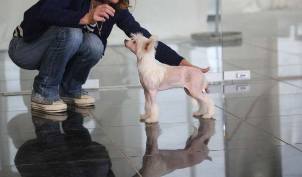 luniks Stail Esmeralda