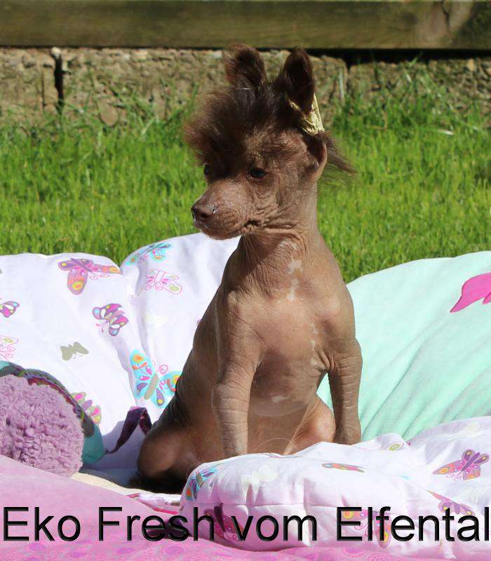 Eko Fresh vom Elfental