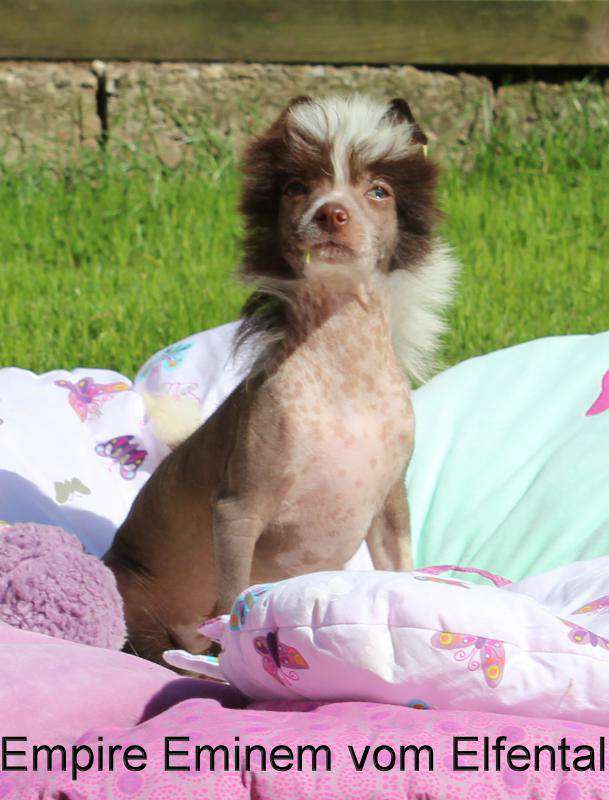 Empire Eminem vom Elfental