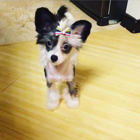 Apriori Vip Hard Chrysanthemum