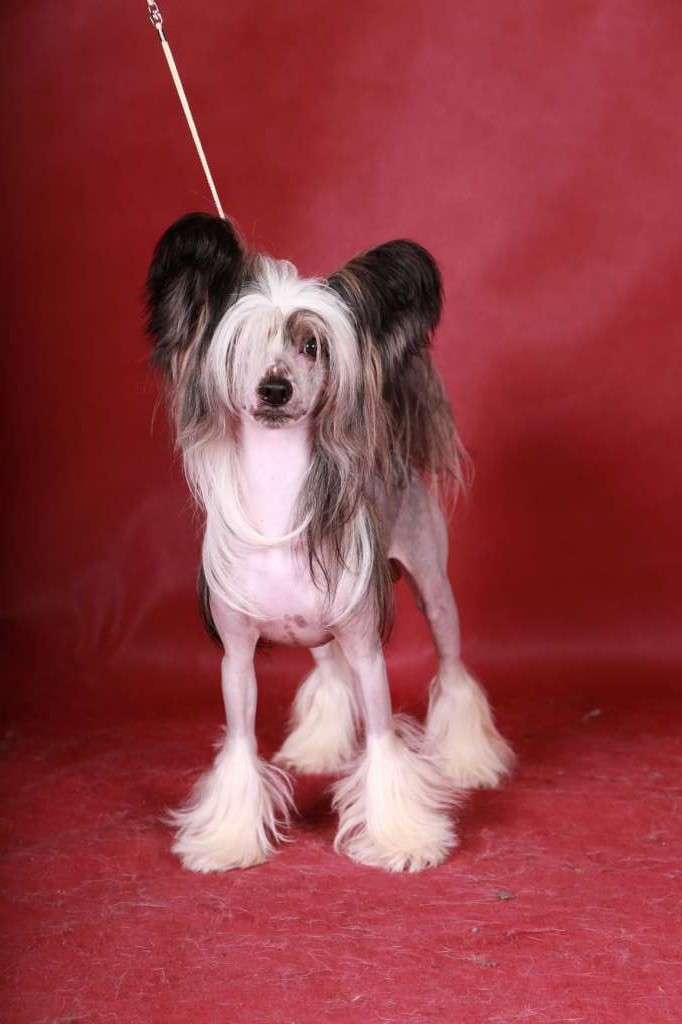 Apriori Vip Hard Core