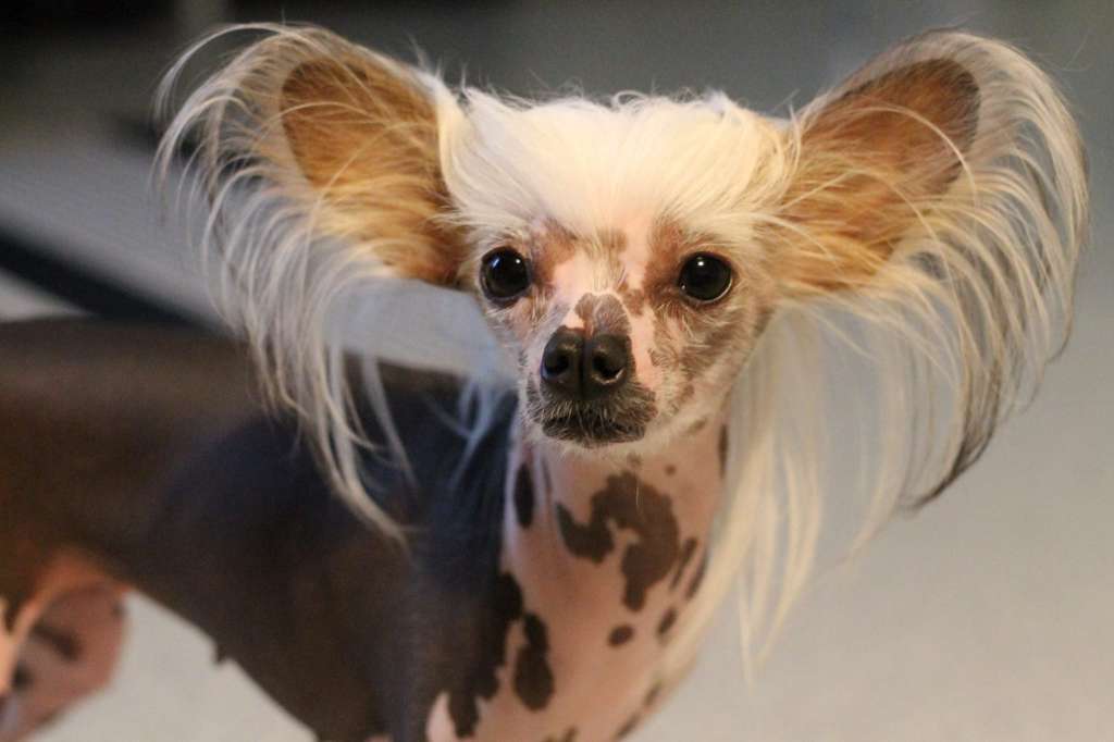 Pinky Twinky Too Cute To Be True