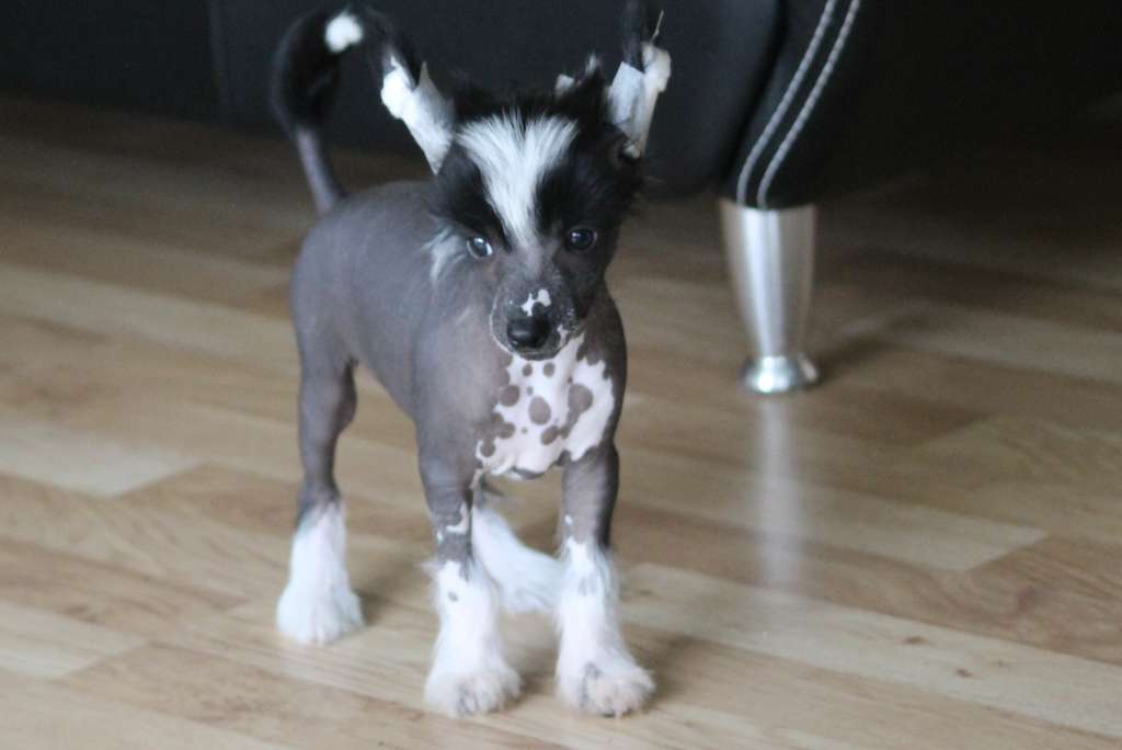 Dumdum Boy  by Little Jade