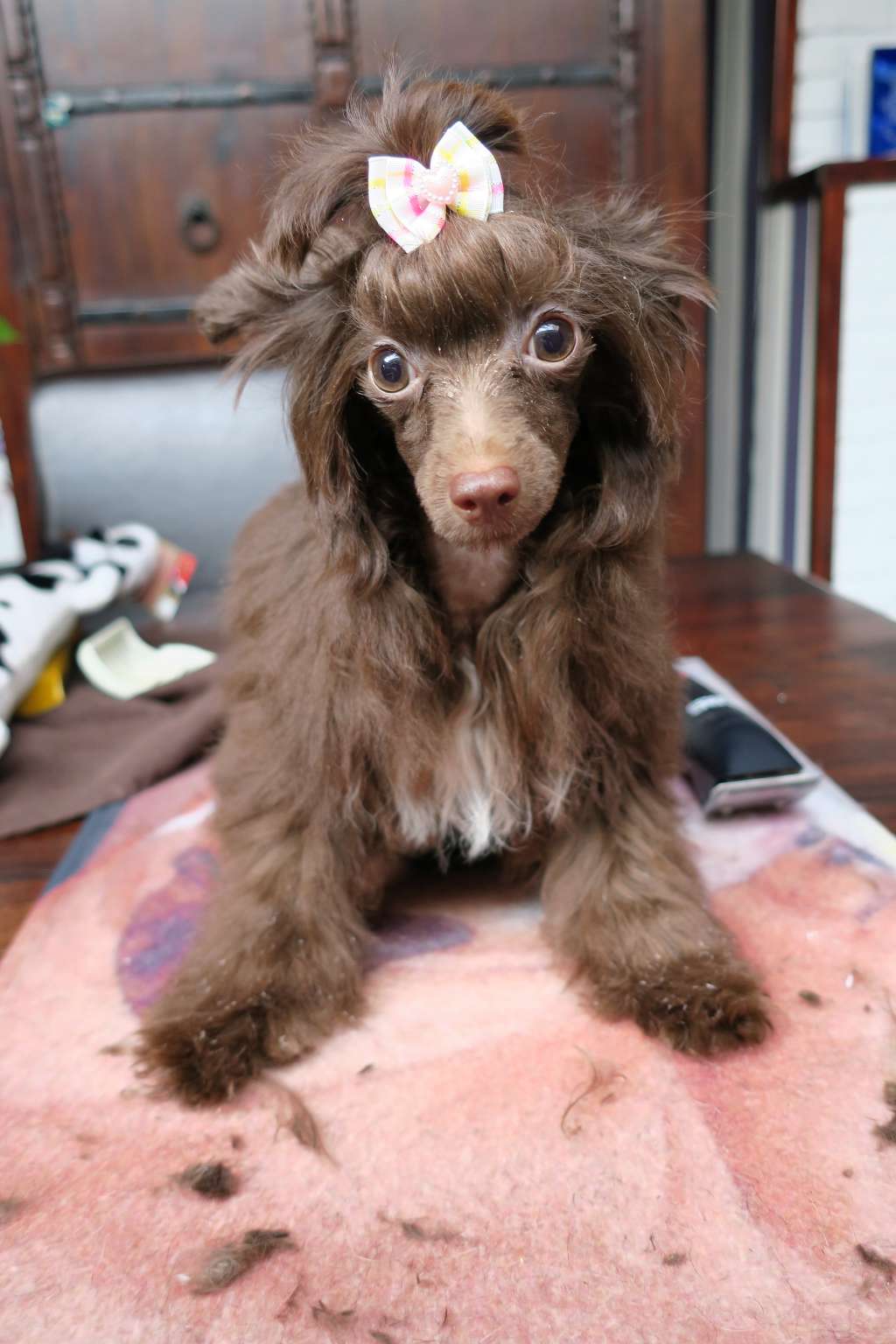 Charuyuschiy Soblazn   Elizabet