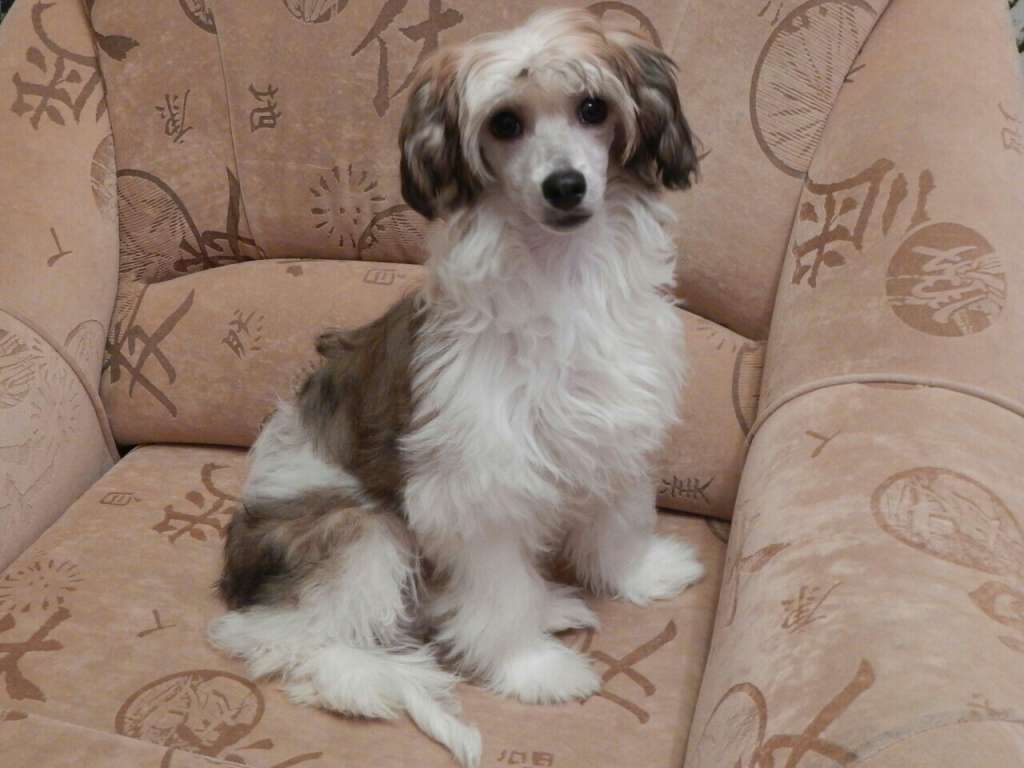 Sapfir iz Tsarskogo Sela Chessi