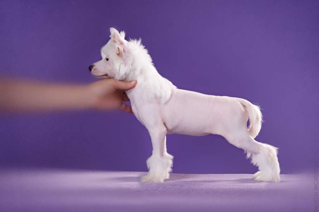 Rus Lorens Cirilla Fiona Elen Riannon