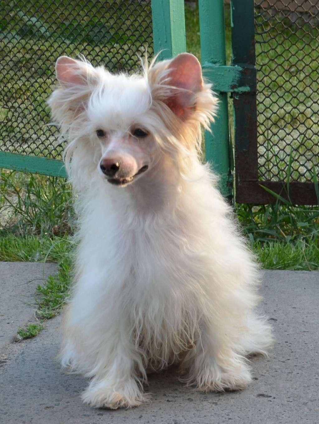 Magic of Success Golden Guy