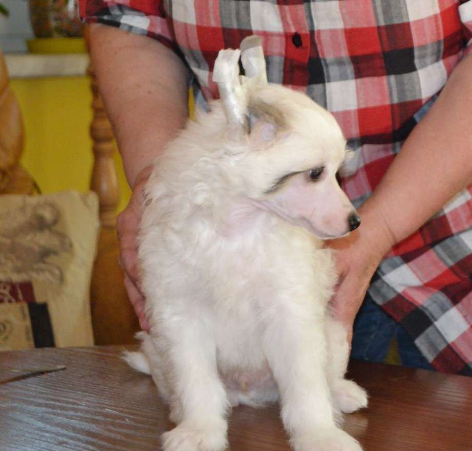 Caruso Modrá Laguna Moravia